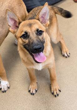 Hector, Mia, Helena and siblings -  Belgian Shepherd Malinois Dog for Adoption in Duxbury, Massachusetts - Hector, Mia, Helena And Siblings | PetCurious