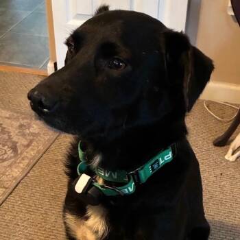 Martins -  Border Collie and Mixed Breed Dog for Adoption in York, Pennsylvania - Martins | PetCurious