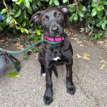 Labrador Retriever and Belgian Shepherd Malinois Dogs Available for Adoption in Goleta, California - Angela | PetCurious