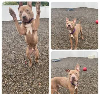 Rescue Pit Bull Terrier Dogs for Adoption in Binghamton, New York - Little Bill | PetCurious