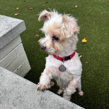 Ellis 22783 -  Cavalier King Charles Spaniel and Yorkshire Terrier Dog for Adoption in Cumming, Georgia - Ellis 22783 | PetCurious