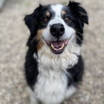 Howey -  Mixed Breed and Australian Shepherd Dog for Adoption in West Olive, Michigan - Howey | PetCurious