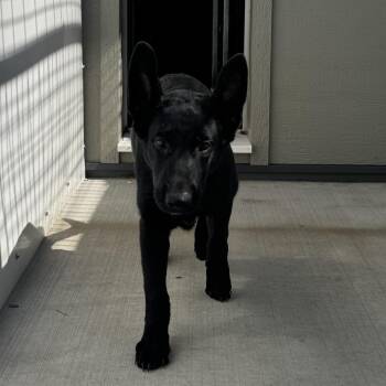 Cinder -  German Shepherd Dog and Mixed Breed Dog for Adoption in Wadena, Minnesota - Cinder | PetCurious