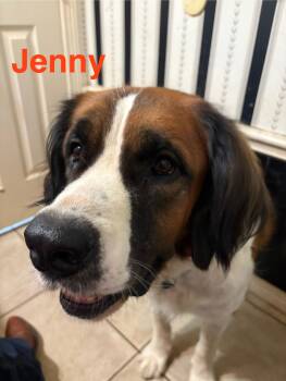Rescue Saint Bernard Dogs for Adoption in Plano, Texas - Jenny | PetCurious