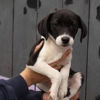Beagle Dogs Available for Adoption in Madison, Wisconsin - Penelope | PetCurious