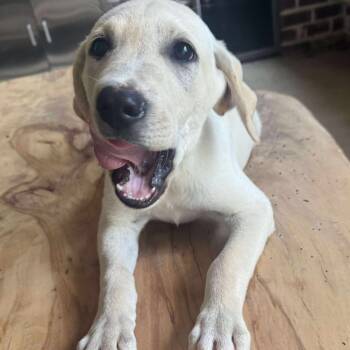 Rescue Yellow Labrador Retriever Dogs for Adoption in Baton Rouge, Louisiana - Gambit | PetCurious