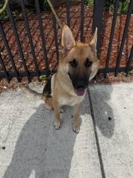 Rescue German Shepherd Dog Dogs for Adoption in Doral, Florida - CASEY | PetCurious