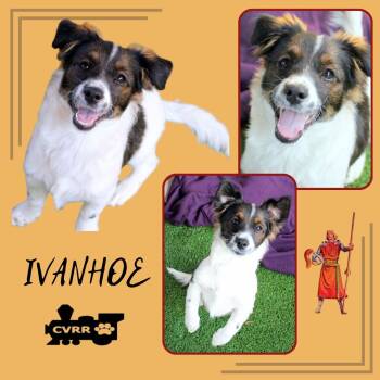 Rescue Spaniel and Papillon Dogs for Adoption in Lindsay, California - Ivanhoe (Puppy) | PetCurious