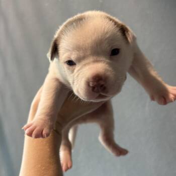 Carl -  Australian Cattle Dog Blue Heeler and Australian Shepherd Dog for Adoption in Tampa, Florida - Carl | PetCurious