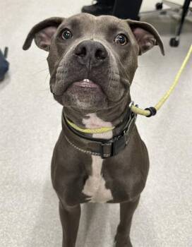 Rescue American Staffordshire Terrier and Mixed Breed Dogs for Adoption in Indianapolis, Indiana - REX | PetCurious