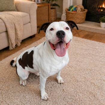 Pit Bull Terrier Dogs Available for Adoption in Susanville, California - Bubba | PetCurious