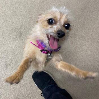 Cairn Terrier Dogs Available for Adoption in Aurora, Colorado - PIP | PetCurious