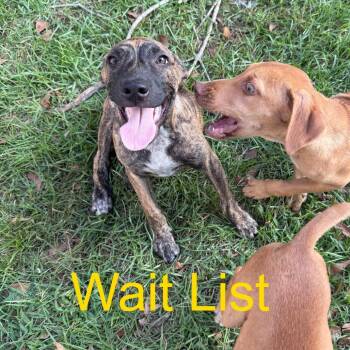 Honey bun -  Pit Bull Terrier Dog for Adoption in Livingston, Texas - Honey Bun | PetCurious