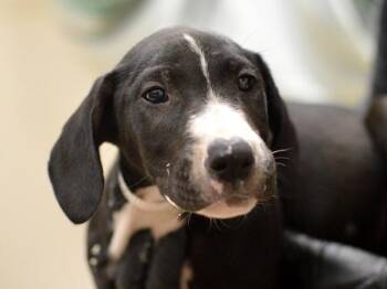 Bubble -  Bull Terrier and Labrador Retriever Dog for Adoption in Portland, Oregon - Bubble | PetCurious