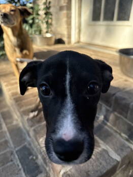 Rescue Retriever Dogs for Adoption in Holbrook, New York - SHELBY | PetCurious