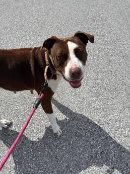 Emily -  American Bulldog and Terrier Dog Available for Adoption in Lakeland, Florida - Emily | PetCurious