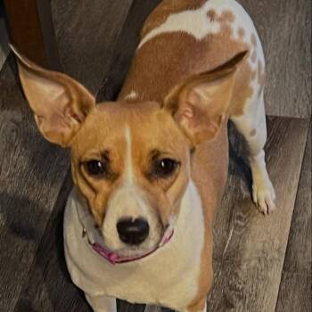 Halley -  Jack Russell Terrier Dog for Adoption in Philadelphia, Pennsylvania - Halley | PetCurious