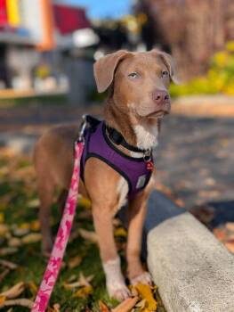 Biscuit -  Weimaraner and Terrier Dog for Adoption - Biscuit | PetCurious