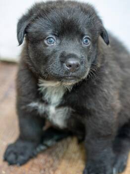 BANDIT -  Labrador Retriever and Rottweiler Dog for Adoption in Globe, Arizona - BANDIT | PetCurious