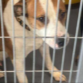 Sunflower -  Shepherd Dog for Adoption in Kingman, Arizona - Sunflower | PetCurious