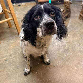 Poppy -  English Cocker Spaniel Dog for Adoption in Corinth, Mississippi - Poppy | PetCurious