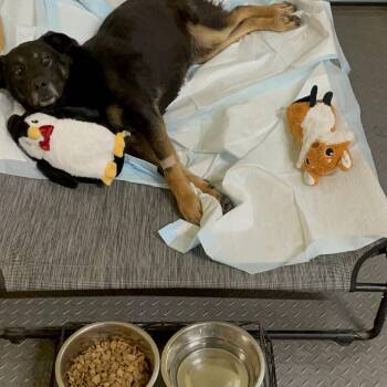 Shepherd Dogs Available for Adoption - Champ | PetCurious