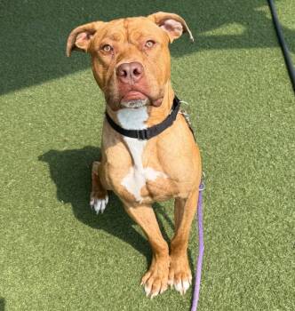 Lego -  Boxer and Mastiff Dog for Adoption in Columbia, Illinois - Lego | PetCurious