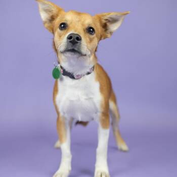 Ewok -  Chihuahua and Cardigan Welsh Corgi Dog for Adoption in Portland, Oregon - Ewok | PetCurious