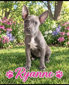 Ryanne -  Pit Bull Terrier Dog for Adoption in Seaside Heights, New Jersey - Ryanne | PetCurious