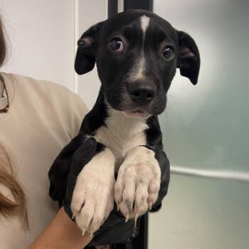Pit Bull Terrier Dogs Available for Adoption in Abilene, Texas - Polka Dot | PetCurious