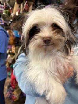 Yorkshire Terrier Dogs Available for Adoption - Sparky | PetCurious