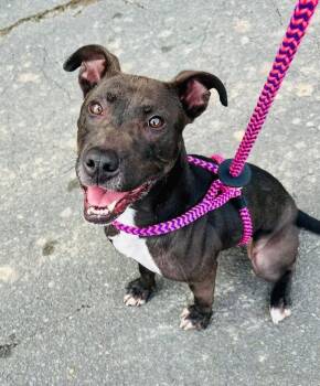 Rescue Pit Bull Terrier and Black Labrador Retriever Dogs for Adoption in Bethel, Connecticut - Misty | PetCurious