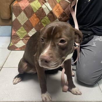 Mia Hamm -  Mixed Breed Dog for Adoption in Savannah, Georgia - Mia Hamm | PetCurious