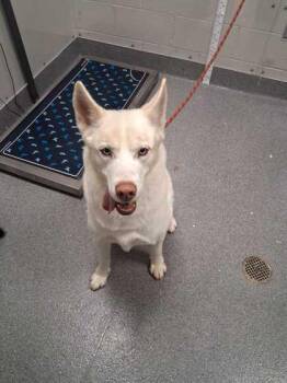 Kota -  Siberian Husky and Mixed Breed Dog for Adoption in Sevierville, Tennessee - Kota | PetCurious
