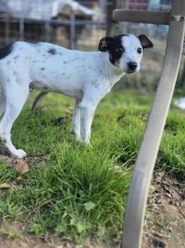Rescue Terrier Dogs for Adoption in Dover, Arkansas - Squishy | PetCurious