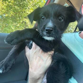 Janie -  Terrier Dog for Adoption in Brainerd, Minnesota - Janie | PetCurious