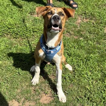 KODA - 6 month old large breed mix needing foster home / adoptio -  Boxer and Hound Dog for Adoption in Clifton, New Jersey - KODA - 6 Month Old Large Breed Mix Needing Foster Home / Adoptio | PetCurious