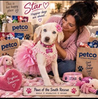 Star -  Catahoula Leopard Dog and Labrador Retriever Dog for Adoption in Cumming, Georgia - Star | PetCurious