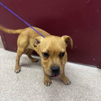 Boxer and Mixed Breed Dogs Available for Adoption in Ardmore, Oklahoma - Brenda | PetCurious