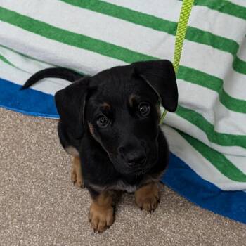 Shepherd and Rottweiler Dogs Available for Adoption in League City, Texas - Kate Spade | PetCurious