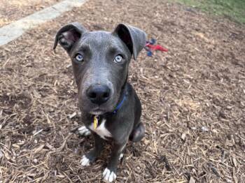 Pit Bull Terrier Dogs Available for Adoption in Plano, Texas - Skippy A217104 | PetCurious