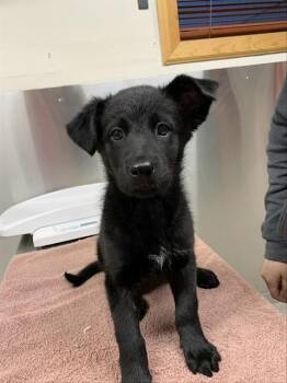 FLOWER -  Labrador Retriever and Husky Dog for Adoption in Fairbanks, Alaska - FLOWER | PetCurious