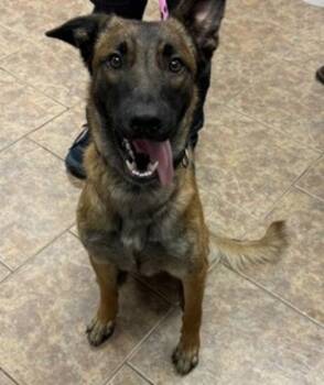 Brock -  Belgian Shepherd Malinois Dog for Adoption in Littleton, Colorado - Brock | PetCurious