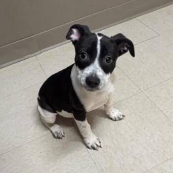Kentucky -  Pit Bull Terrier and Australian Cattle Dog Blue Heeler Dog for Adoption in Nashville, Tennessee - Kentucky | PetCurious