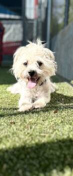 Rescue Mixed Breed Dogs for Adoption in Carrollton, Texas - Nimbus | PetCurious