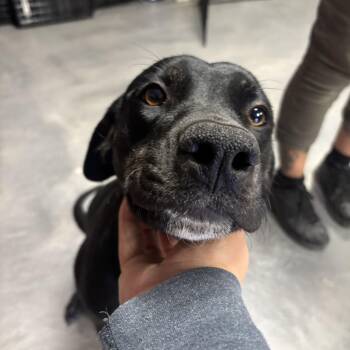 Savvy -  Black Labrador Retriever Dog for Adoption in Phoenix, Arizona - Savvy | PetCurious