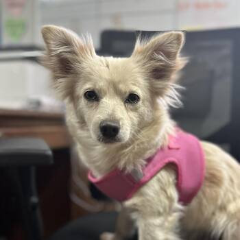 Mixed Breed Dogs Available for Adoption - Muffuletta | PetCurious