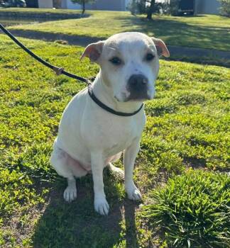Waverly -  Pit Bull Terrier Dog for Adoption in Evansville, Indiana - Waverly | PetCurious