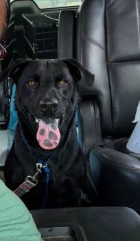 Shadow -  Labrador Retriever Dog for Adoption in Houston, Texas - Shadow | PetCurious