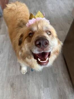 Marigold -  Golden Retriever and Great Pyrenees Dog for Adoption in Downers Grove, Illinois - Marigold | PetCurious